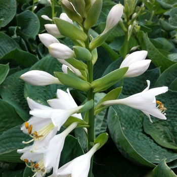 Plantain Lily Plantain Lily