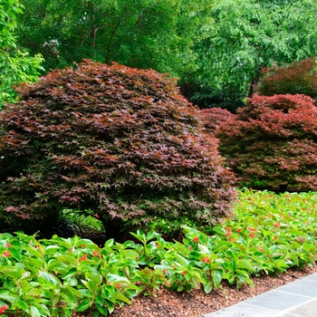 'Rhode Island Red' Japanese Maple