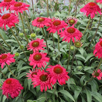 Coneflower Coneflower