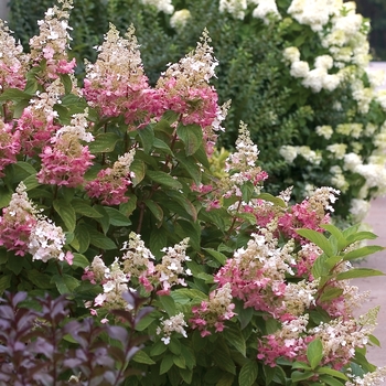 Hydrangea Hydrangea