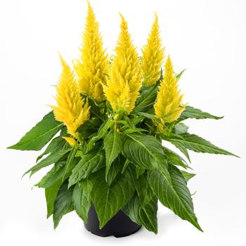 Kelos® Fire Yellow Kelos® Fire Yellow