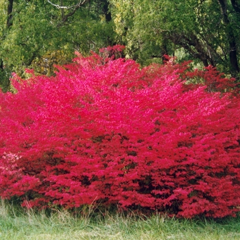 Dwarf Burning Bush Dwarf Burning Bush