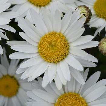 Shasta Daisy 'Madonna' Shasta Daisy 'Madonna'