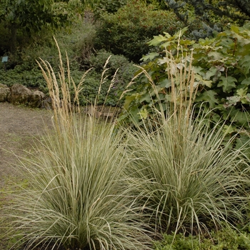 Feather Reed Grass Feather Reed Grass