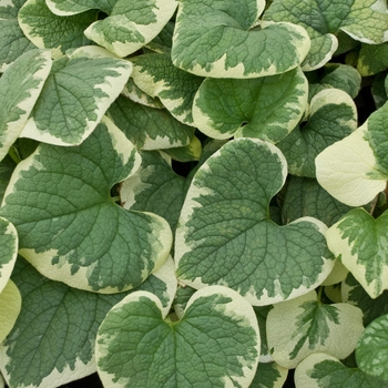 Heartleaf Brunnera Heartleaf Brunnera