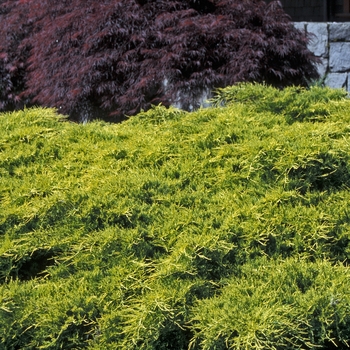 Sea Of Gold® Juniper Sea Of Gold® Juniper