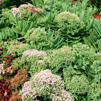 Stonecrop Stonecrop