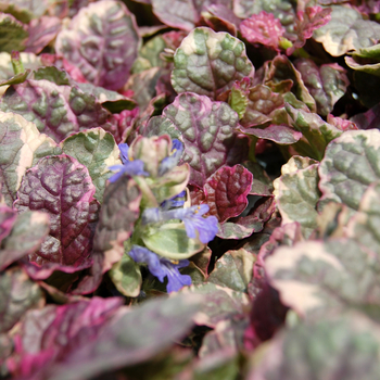 Bugleweed Bugleweed
