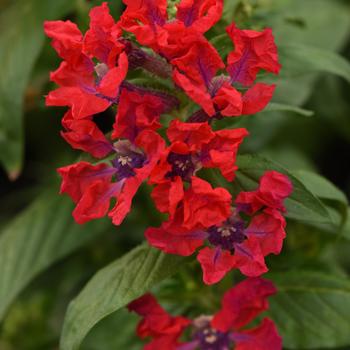 Sweet Talk&trade; Red