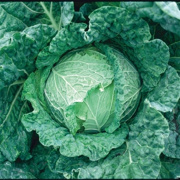 Cabbage Cabbage