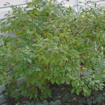 Jim Dandy Winterberry Jim Dandy Winterberry