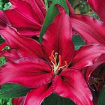 Oriental Lily Oriental Lily