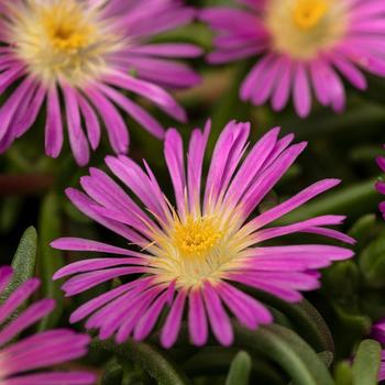 Iceplant Iceplant