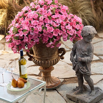 Supertunia® Bermuda Beach