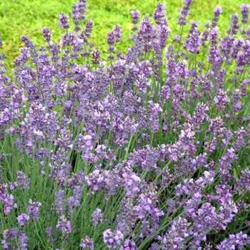 Lavender Lavender