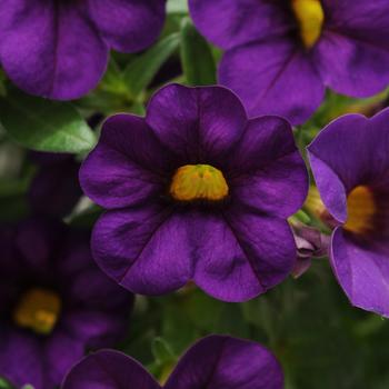 Cabaret® Purple Cabaret® Purple