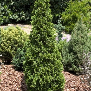 'Degroot's Spire' Arborvitae 'Degroot's Spire' Arborvitae