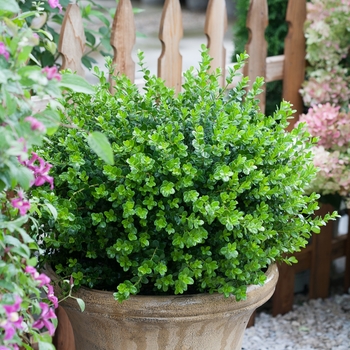 'Sprinter®' Boxwood 'Sprinter®' Boxwood