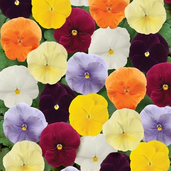Pansy Pansy