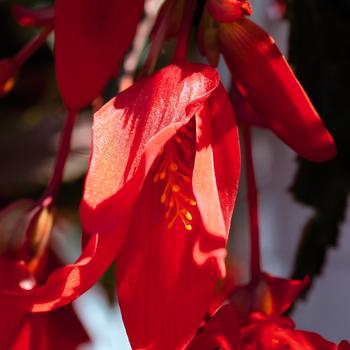 Begonia