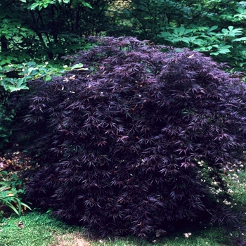 Crimson Queen Japanese Maple