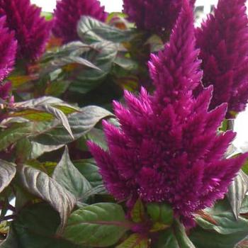 Celosia Celosia