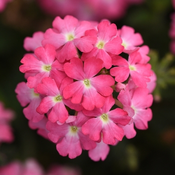 Verbena