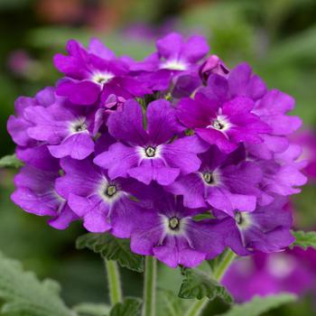 Lanai&reg; 'Purple'