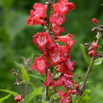 Beardtongue