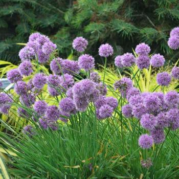 Ornamental Onion