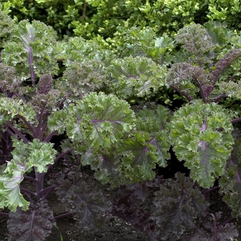 Flowering Kale
