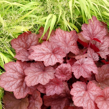 Coral Bells