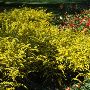 Goldenrod Goldenrod