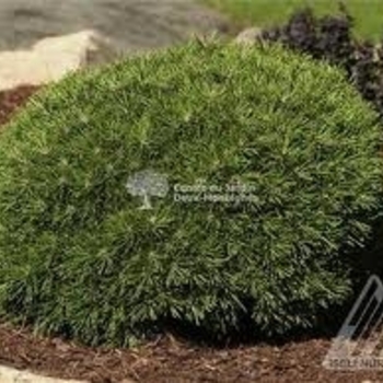 Slowmound Mugo Pine Slowmound Mugo Pine