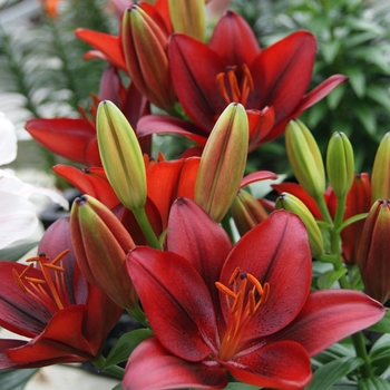 Asiatic Pot Lily Asiatic Pot Lily