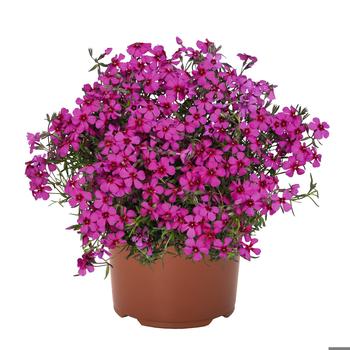 Creeping Phlox Creeping Phlox