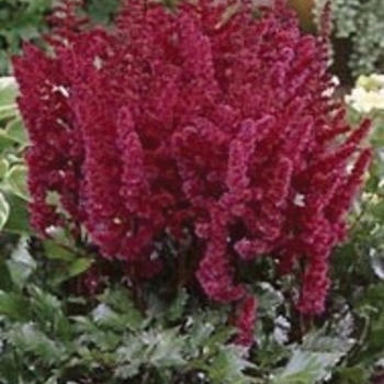 False Spirea