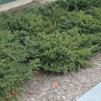 'Everlow' Spreading Yew 'Everlow' Spreading Yew