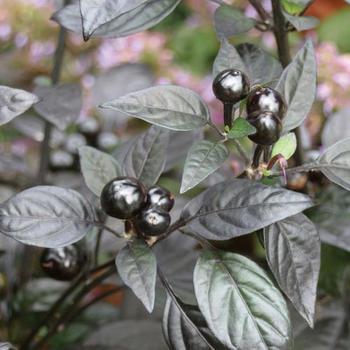 Pepper, Hot Pepper, Hot