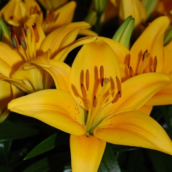 Asiatic Pot Lily Asiatic Pot Lily