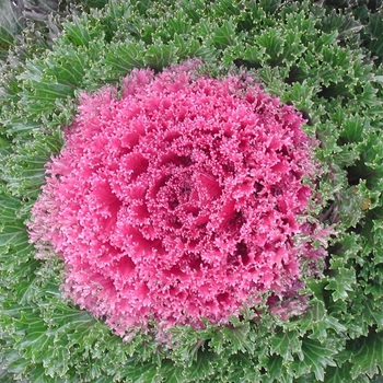 Flowering Kale
