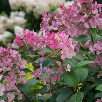  Hydrangea