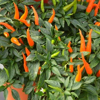 Ornamental Pepper Ornamental Pepper