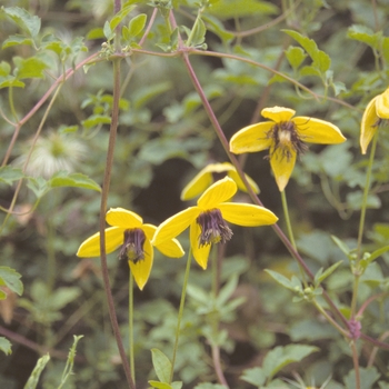 Clematis Clematis
