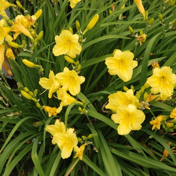 Daylily Daylily