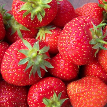 Strawberry Strawberry