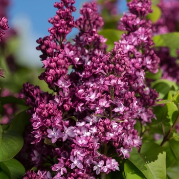 'Virtual Violet™' Lilac 'Virtual Violet™' Lilac