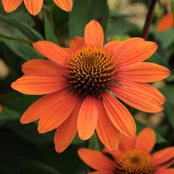 Coneflower Coneflower