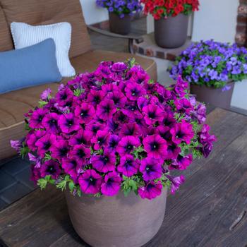 Surfinia® Heavenly Cabernet Surfinia® Heavenly Cabernet