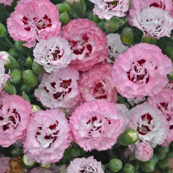 Border Carnation